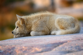 hund_01