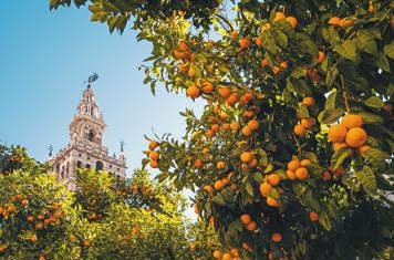 Spanien Sevilla Katedral Med Appelsin 02 Cc
