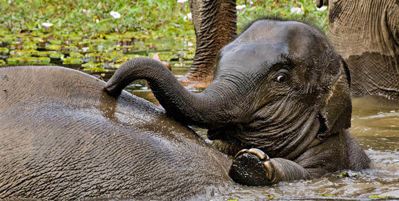laos - baby 2