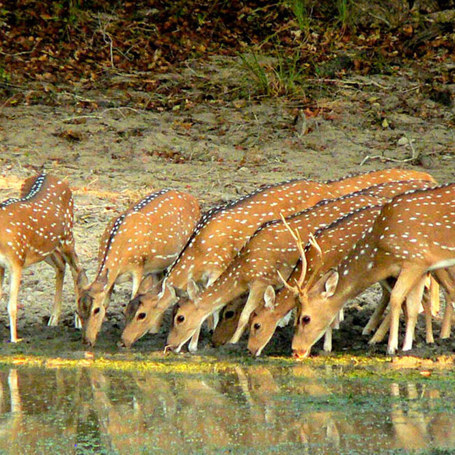 sri lanka - kumara national park_01