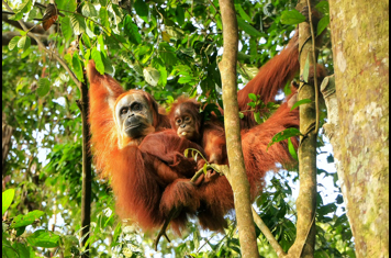 Bukit Lawang Orangutang 1263484750