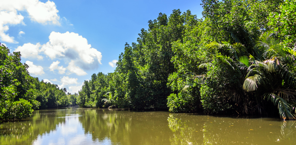 sri lanka - sri lanka_bentota_mangrove_01