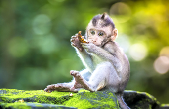 bali - ubud_monkey forrest_07