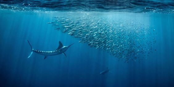 Mexico Baja California Marlins Hunting School Of Fish