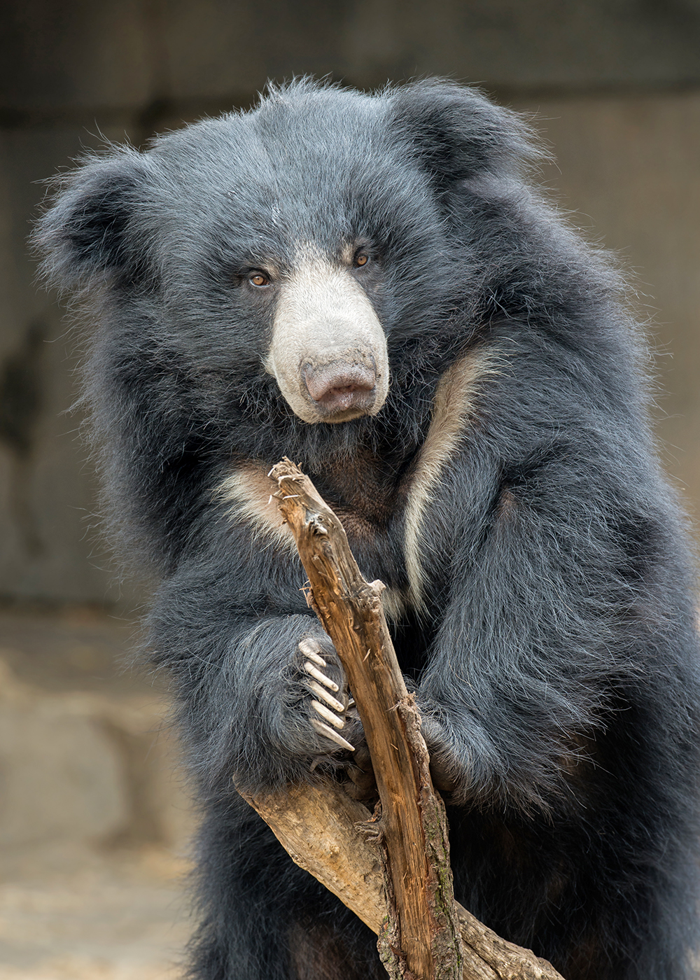 sri lanka - minneriya nationalpark_laebebjoern_01