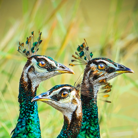 Yala National Park Paafugl 02