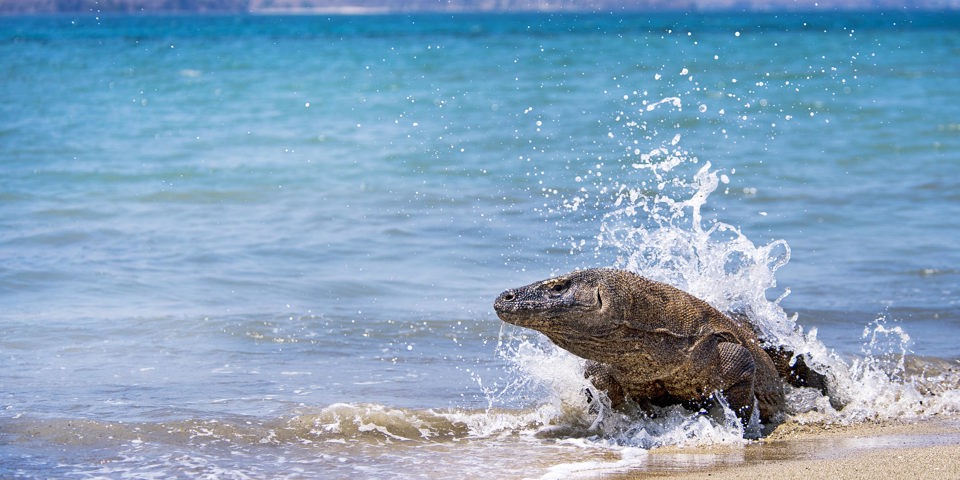 Indonesien - komodo_komodovaran_02