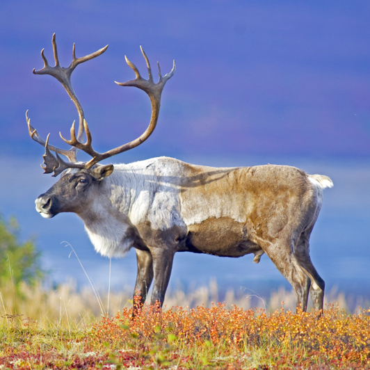 ... og Caribou'en