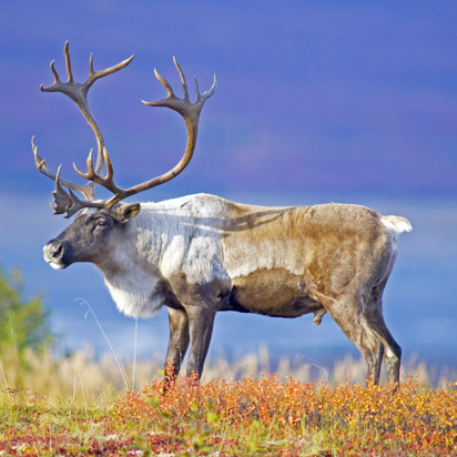 denali national park_dyr_caribou_01