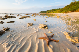 Koh Kradan Søstjerne 01 1053227171
