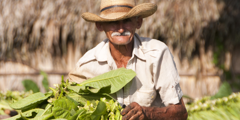 cuba - vinales_tobaksfarmer_02