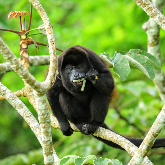 costa rica - Corcovado national park_abe_01