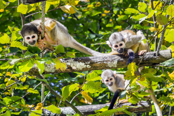 peru - amazonjunglen_aber_01