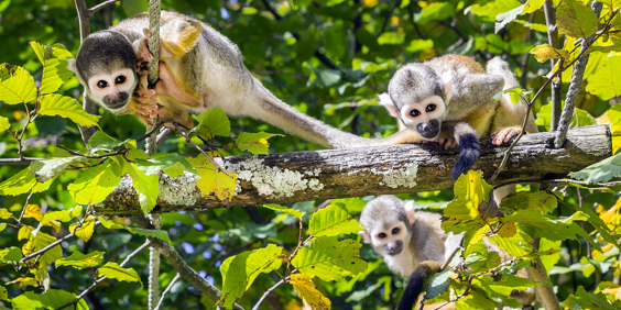 peru - amazonjunglen_aber_01