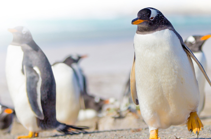falkland_island_pingvin_02