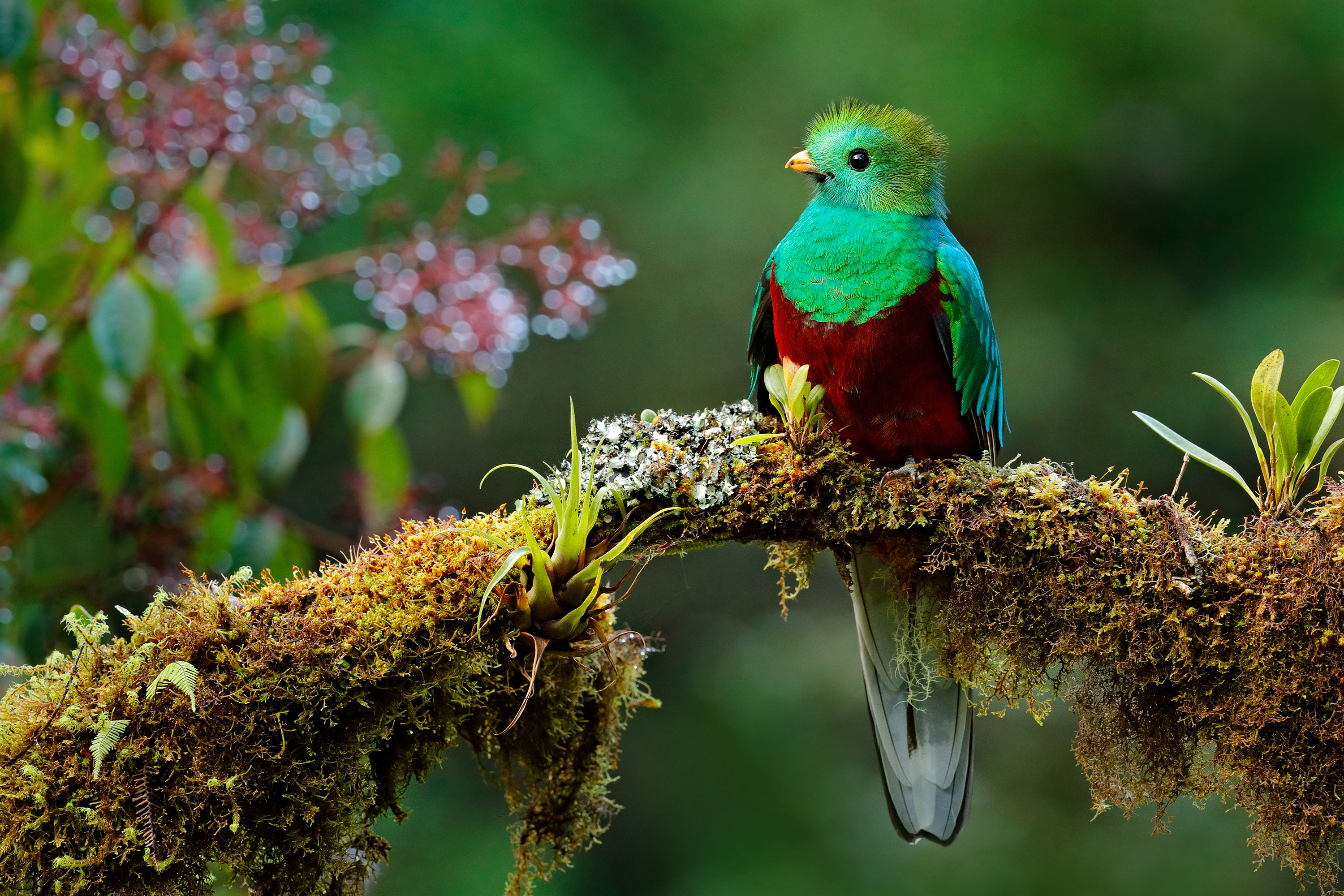 costa rica - Los quetzales national park_quetzalfuglen_01