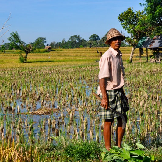 bali - ubud_riamrk_farmer_08
