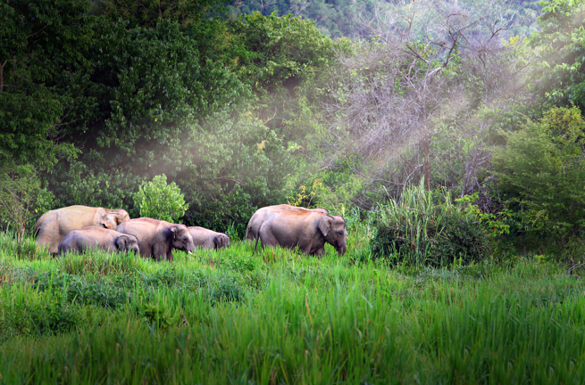 Hua Hin Kui Buri Nationalpark Elefanter I Det Fri