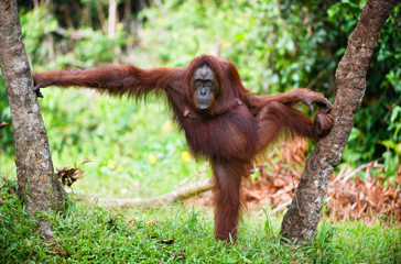 sepilok_orangutan centre_10