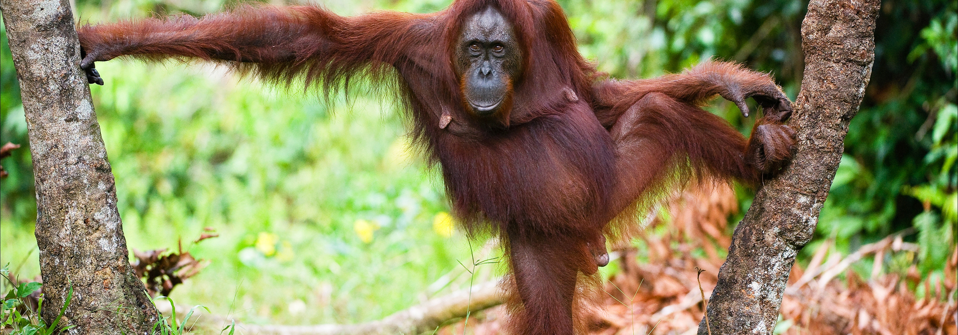 sepilok_orangutan centre_10