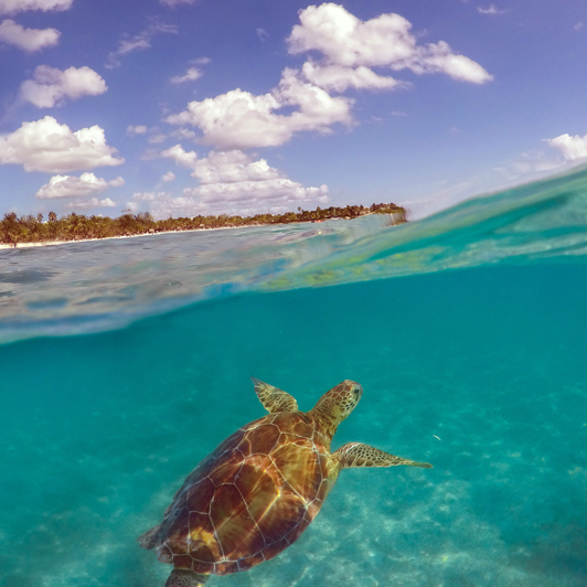 mexico - Akumal_skildpadde_03