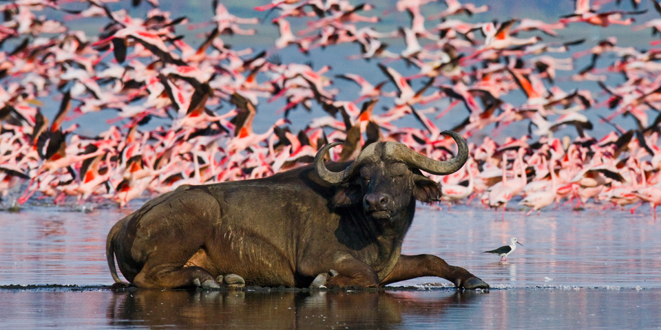 kenya_nakuru_flamingo_boeffel_01