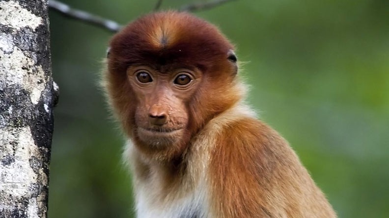 malaysia/borneo - borneo_naeseabe_06_hf