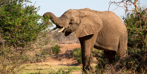 Sydafrika 2025 Mikkel 0508 Elefant