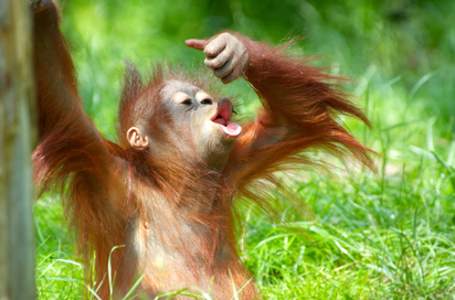 sepilok_orangutan centre_09