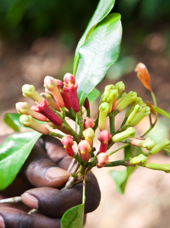 zanzibar_krydderi plantage_02