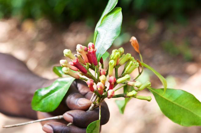 zanzibar_krydderi plantage_02