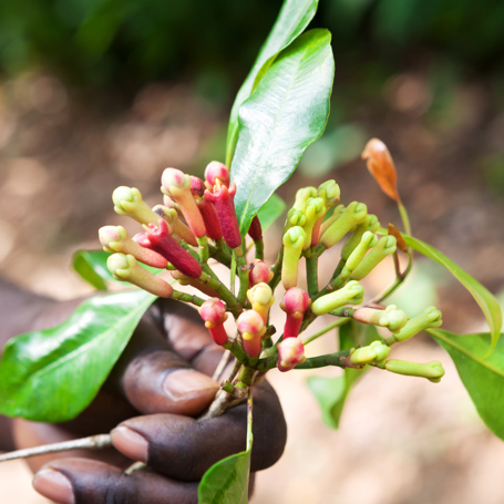 zanzibar_krydderi plantage_02