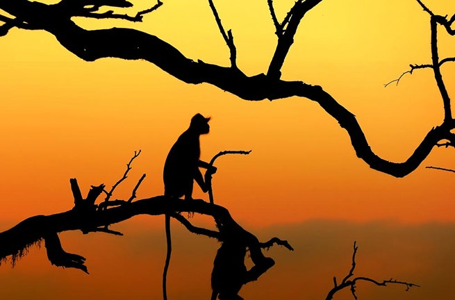 bali - bali_abe_01_HF