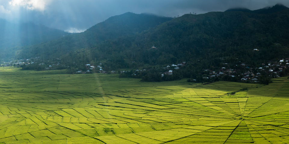 bali - flores_spider_03