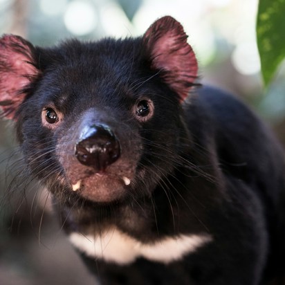 Tasmanian Devil David Clode Xmnqnynd9ju Unsplash