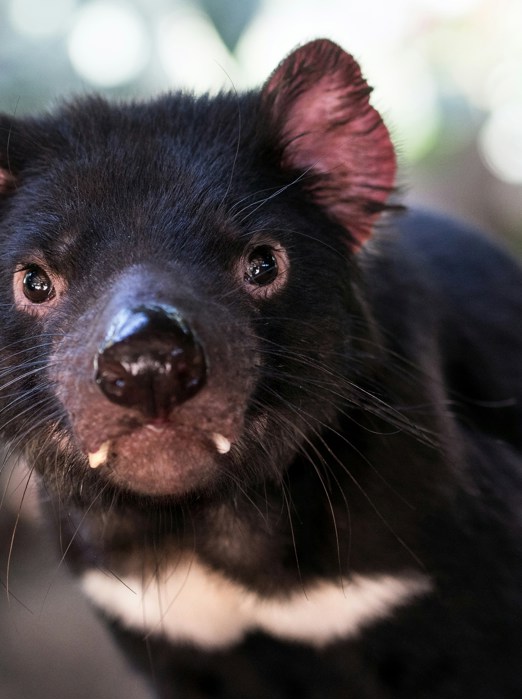 Tasmanian Devil David Clode Xmnqnynd9ju Unsplash