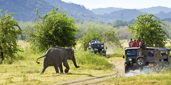 sri lanka - minneriya nationalpark_elefant_01