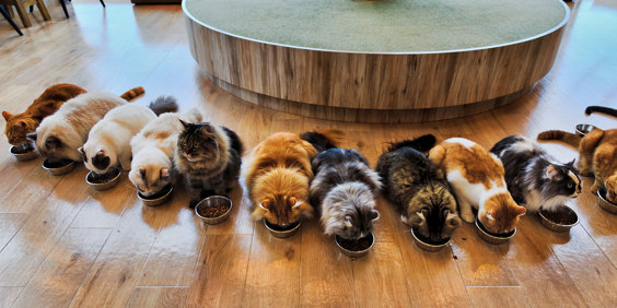 Tokyo Catcafe