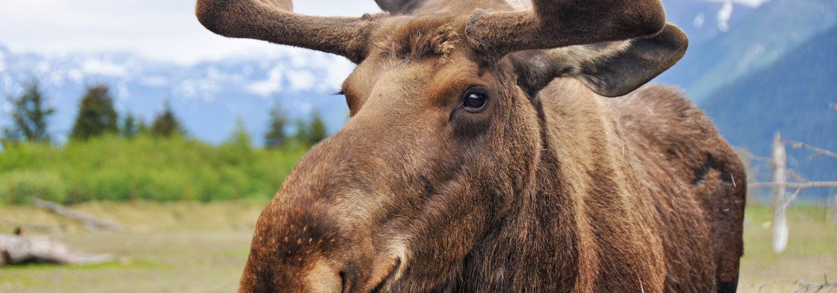 denali national park_dyr_elg_01