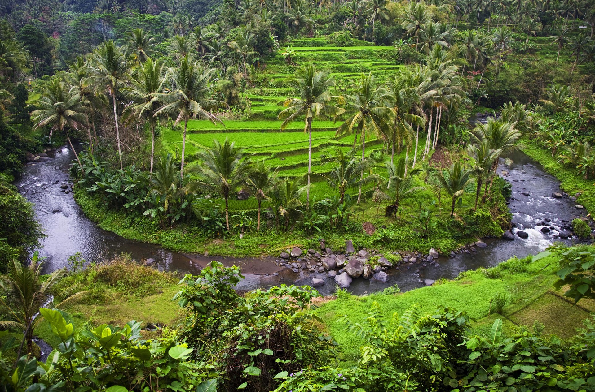 bali - ubud_rismark_06