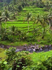 bali - ubud_rismark_06