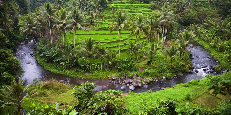 bali - ubud_rismark_06