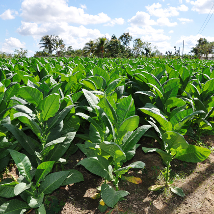 cuba - cuba_tobaksfarmer_01