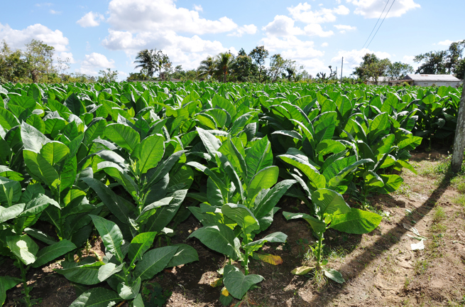 cuba - cuba_tobaksfarmer_01