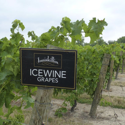 canada - inniskillin_vin_01