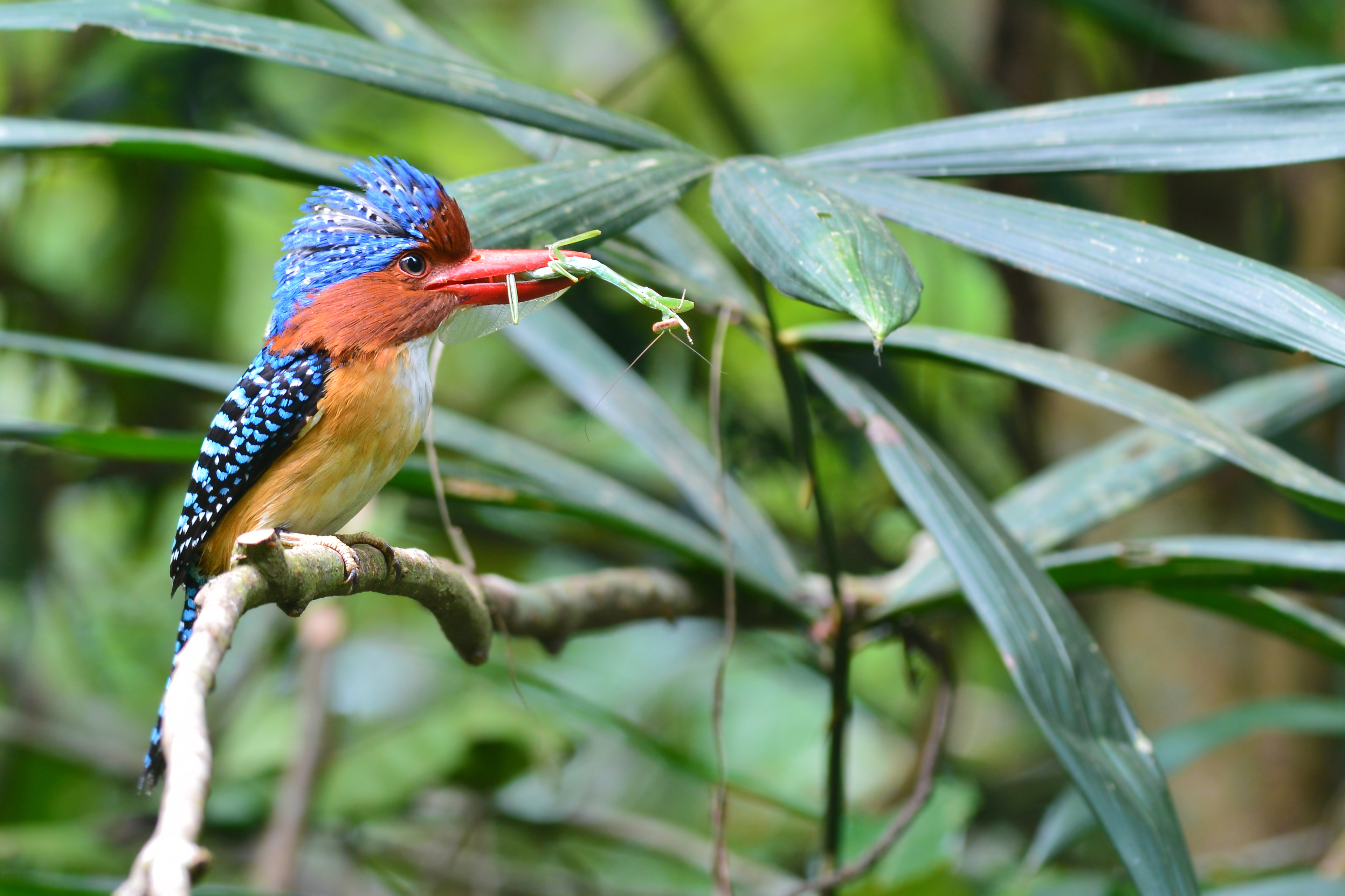 thailand - khao yai national park_fugl kingfisher_01