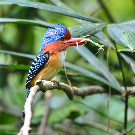 thailand - khao yai national park_fugl kingfisher_01