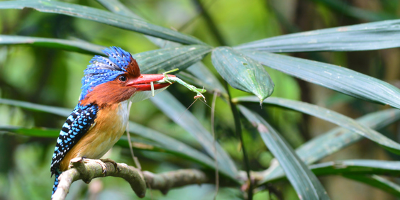 thailand - khao yai national park_fugl kingfisher_01