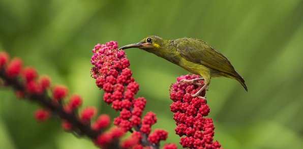 kinabalu national park_fugl_01