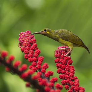 kinabalu national park_fugl_01